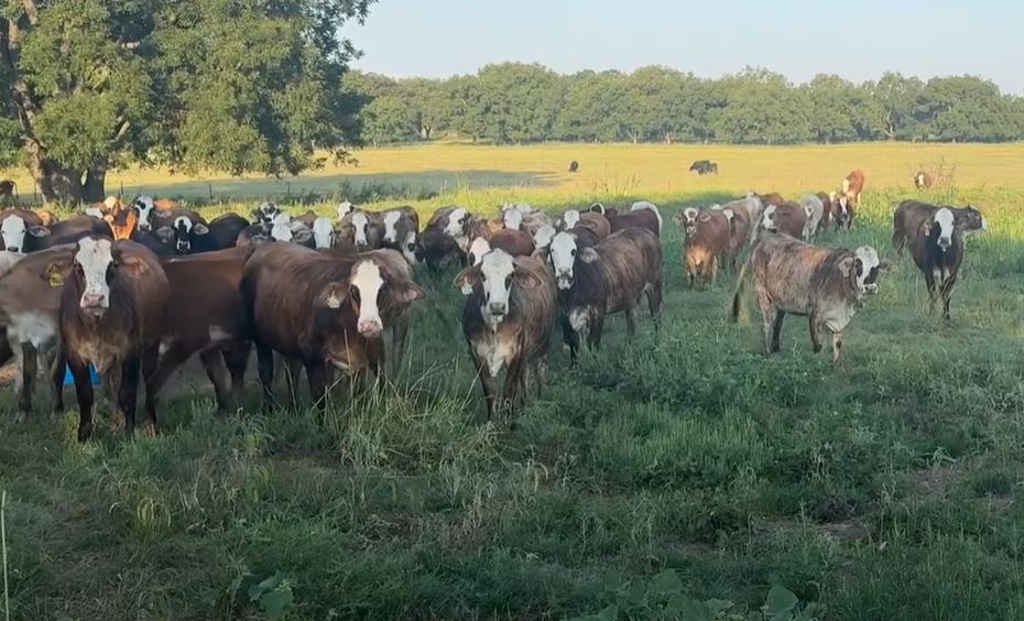 Cattle Range Listing Photo