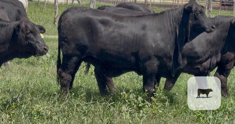 Cattle Range Listing Photo