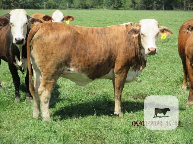 Cattle Range Listing Photo