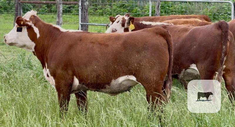 Cattle Range Listing Photo