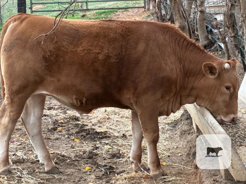 Cattle Range Listing Photo