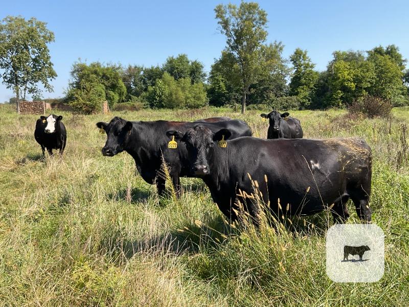 Cattle Range Listing Photo
