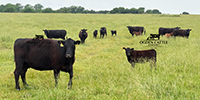 35 Angus & BWF Pairs... Southwest MO