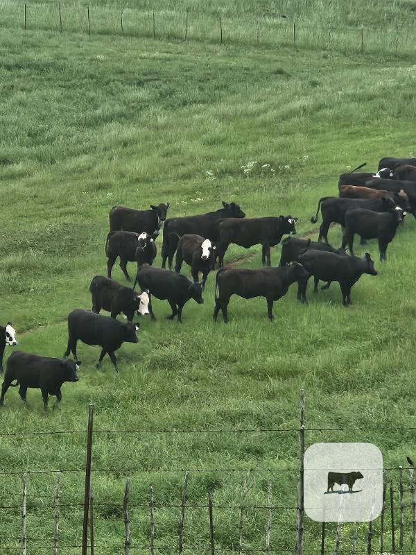 Cattle Range Listing Photo