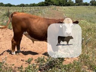 Cattle Range Listing Photo