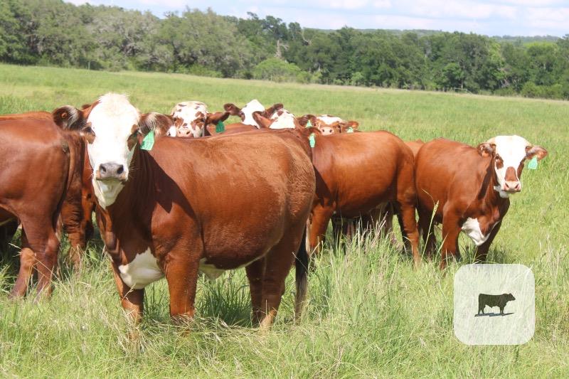 Cattle Range Listing Photo
