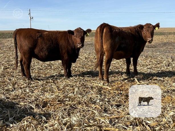 Cattle Range Listing Photo