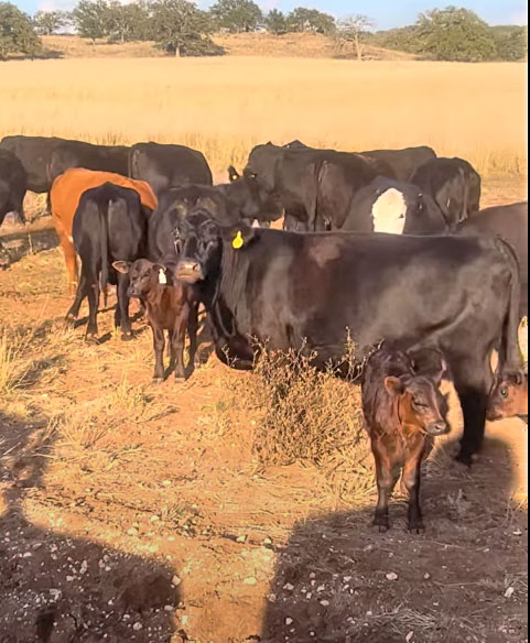 Cattle Range Listing Photo