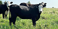 38 Angus Cross Bred Heifers... Northeast OK