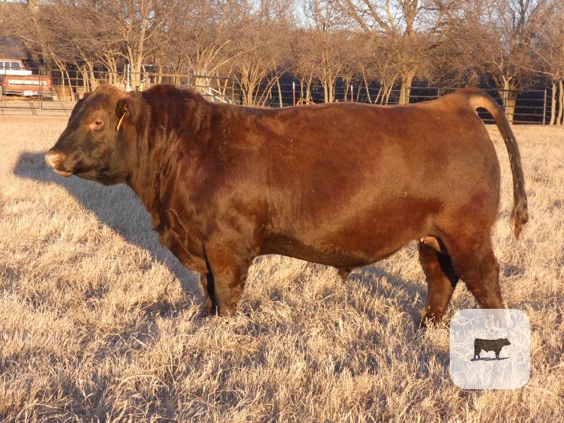 Cattle Range Listing Photo