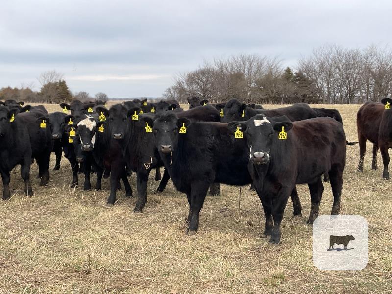 Cattle Range Listing Photo