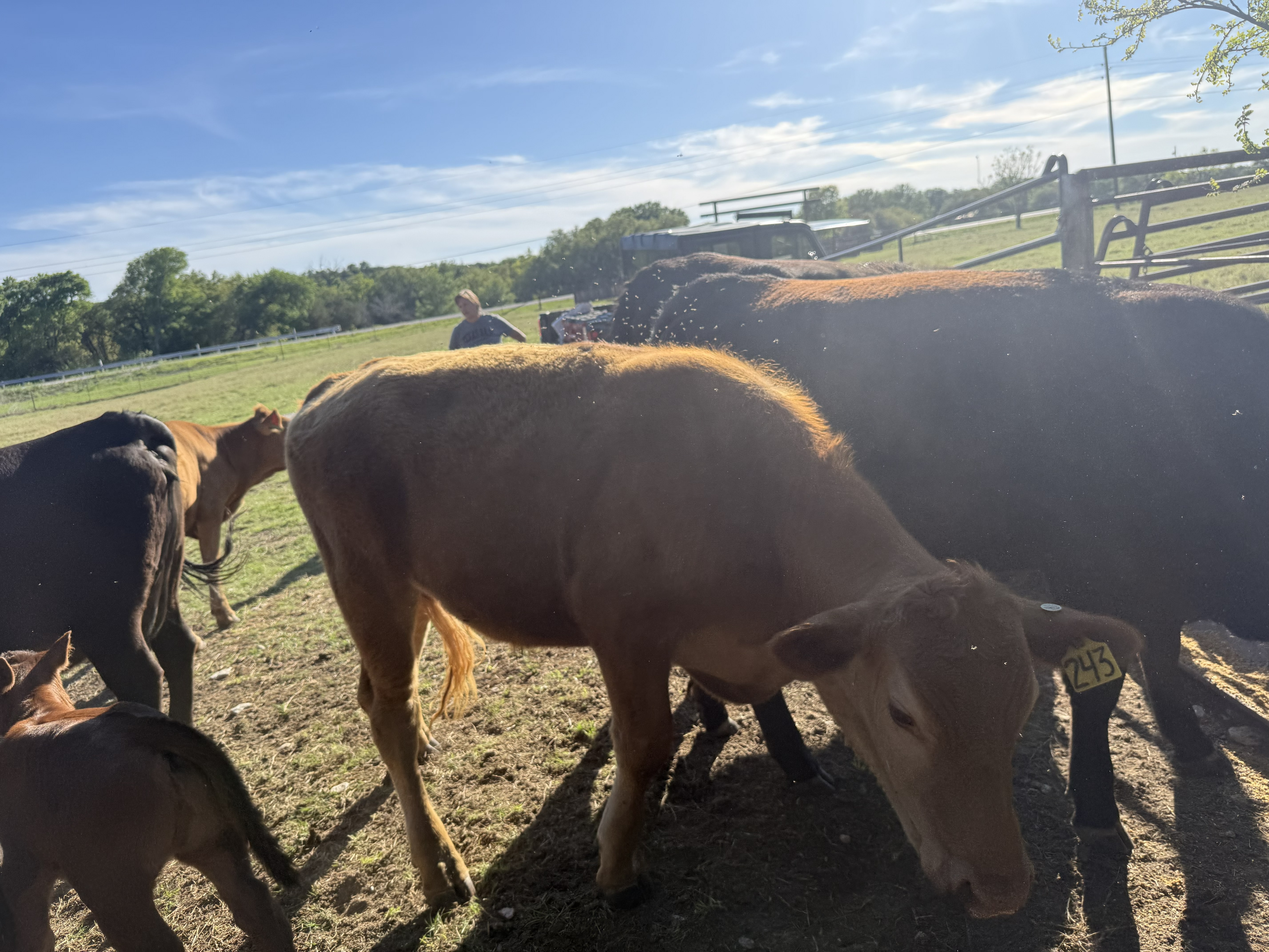 Cattle Range Listing Photo
