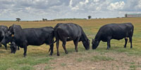 28 Angus Cows... W. Central OK