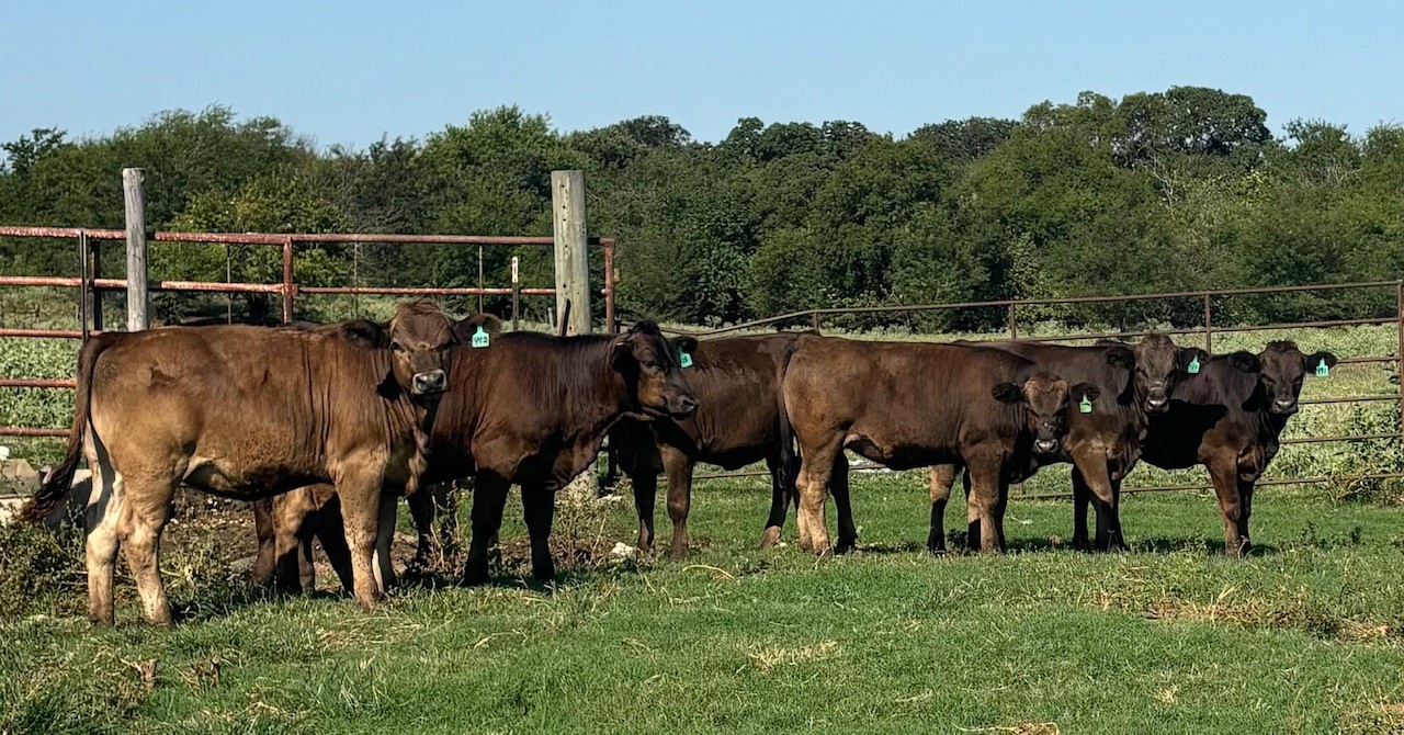 Cattle Range Listing Photo