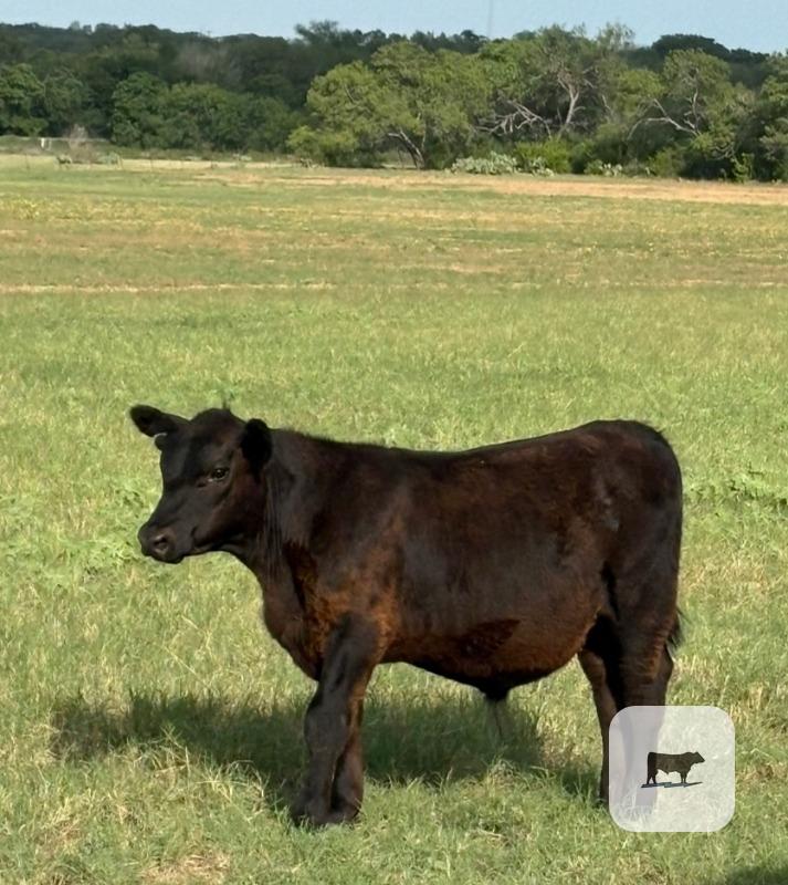 Cattle Range Listing Photo