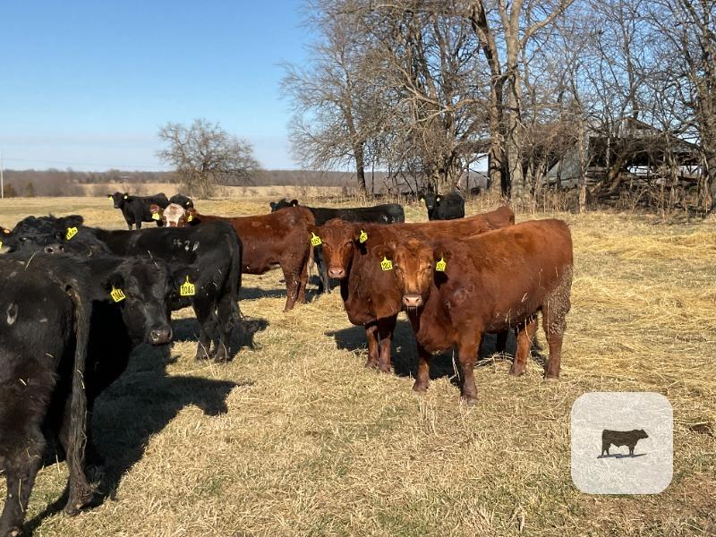 Cattle Range Listing Photo