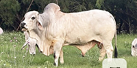 1 Reg. Brahman Bull... S. Central TX