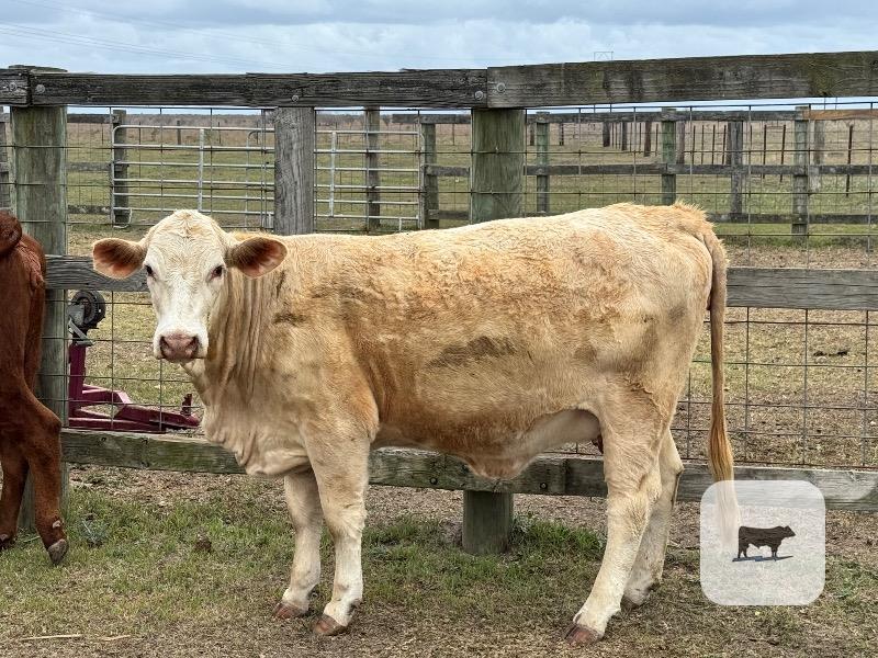 Cattle Range Listing Photo