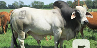 1 Reg. Brahman Bull... Northeast LA