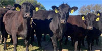 19 Angus Rep. Heifers... N. Central TX
