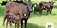 41 Angus 1st-Calf Pairs... Central TX