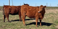 6 Red Angus & Charolais Bred Heifers... Southwest MO