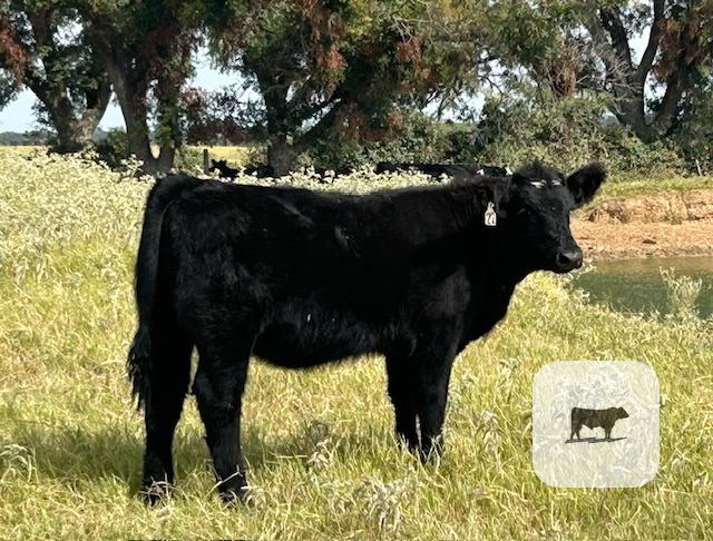 Cattle Range Listing Photo 2