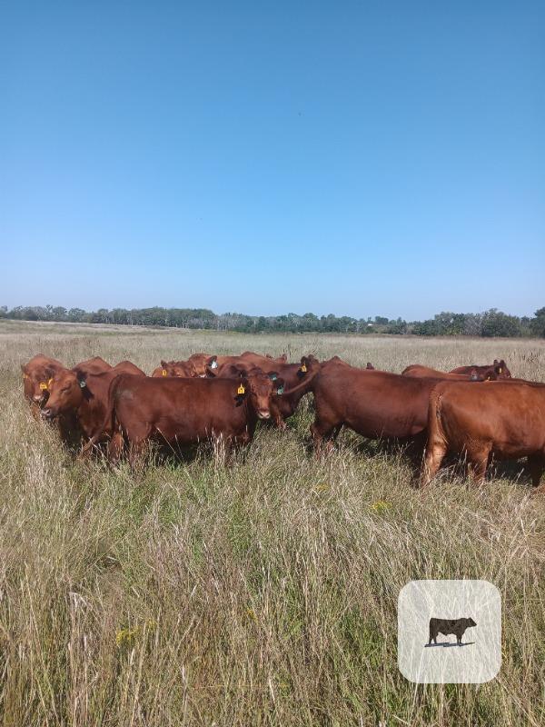 Cattle Range Listing Photo