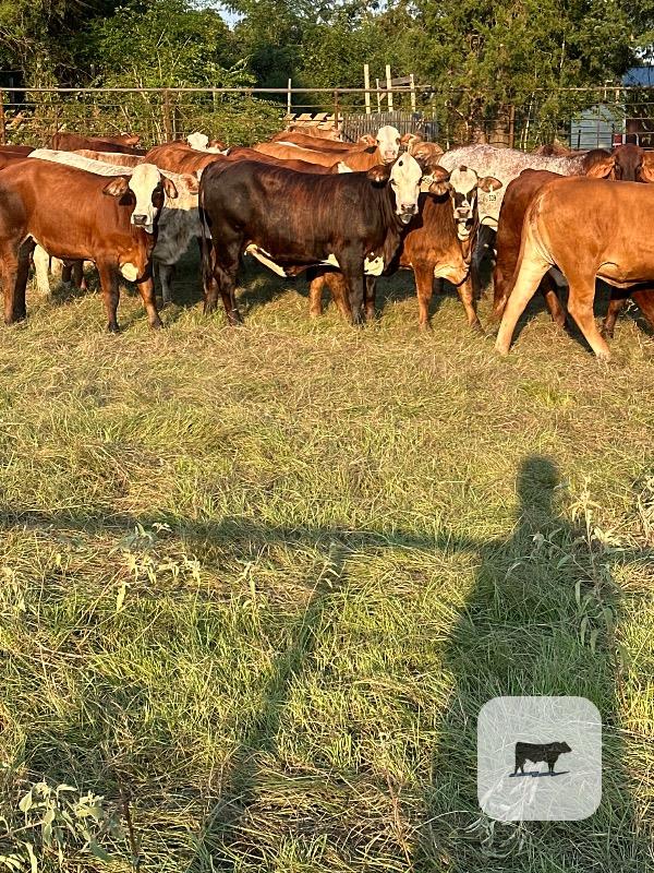 Cattle Range Listing Photo