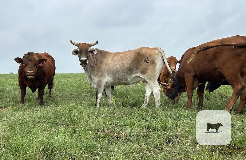 Cattle Range Listing Photo