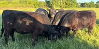 30 Angus Bred Heifers... Central MO
