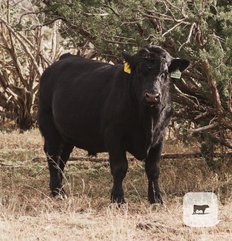 Cattle Range Listing Photo