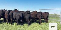 11 Angus Rep. Heifers... N. Central OK
