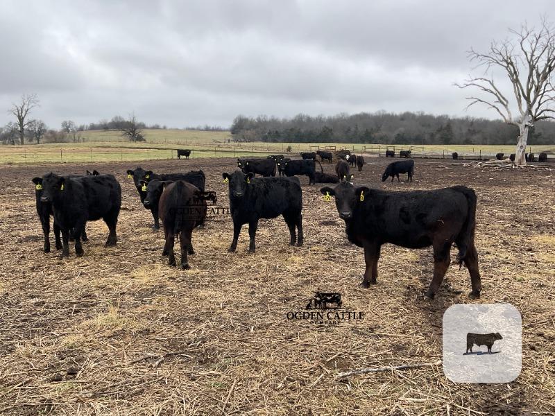 Cattle Range Listing Photo