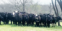 70 Brangus & Brangus Baldy Bred Heifers... N. Central LA