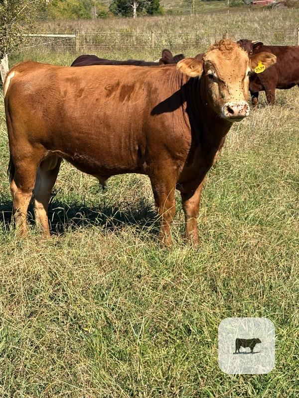 Cattle Range Listing Photo