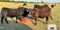 18 Angus Bred Heifers w/ 2+ Calves... W. Central OK ~ FD