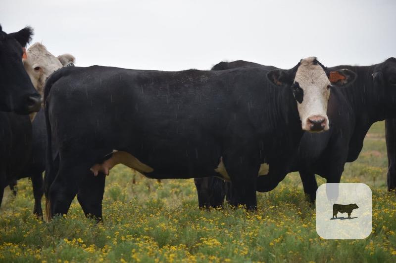 Cattle Range Listing Photo
