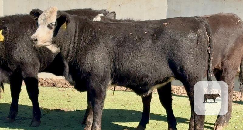 Cattle Range Listing Photo