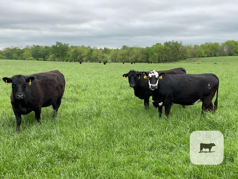 Cattle Range Listing Photo