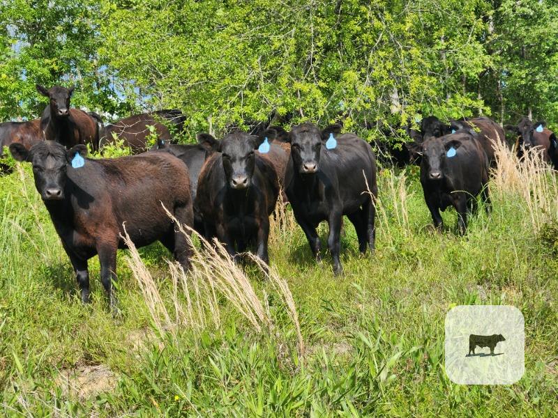 Cattle Range Listing Photo