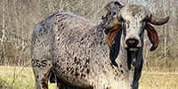 1 Reg. Brahman Bull... N. Central AL