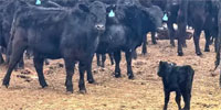 45 Angus 1st-Calf Pairs... N. Central WY
