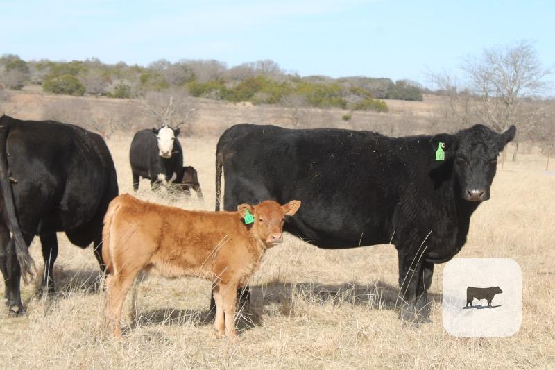 Cattle Range Listing Photo