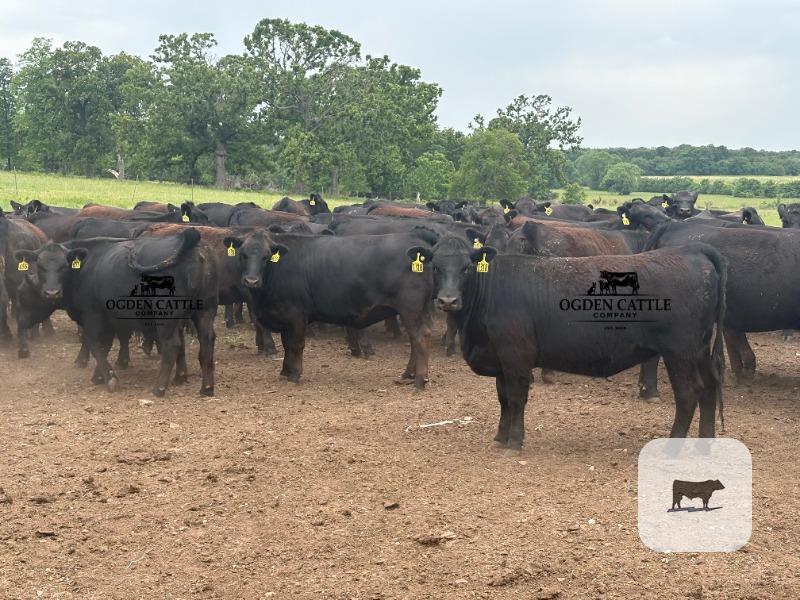 Cattle Range Listing Photo