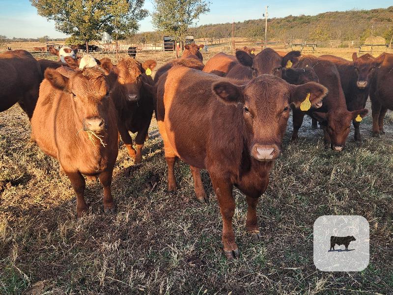 Cattle Range Listing Photo