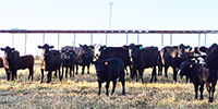 35 Angus Pairs... Central MO