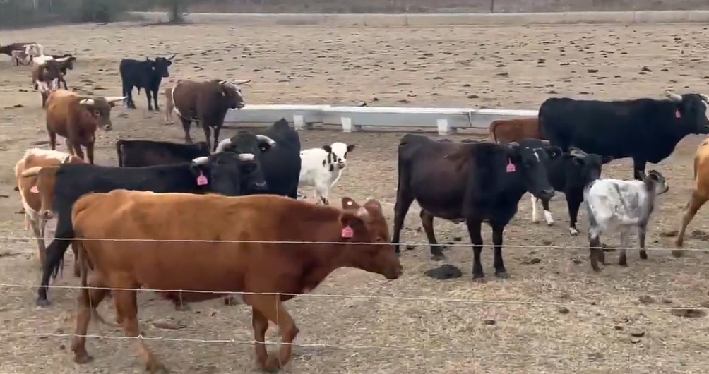 Cattle Range Listing Photo