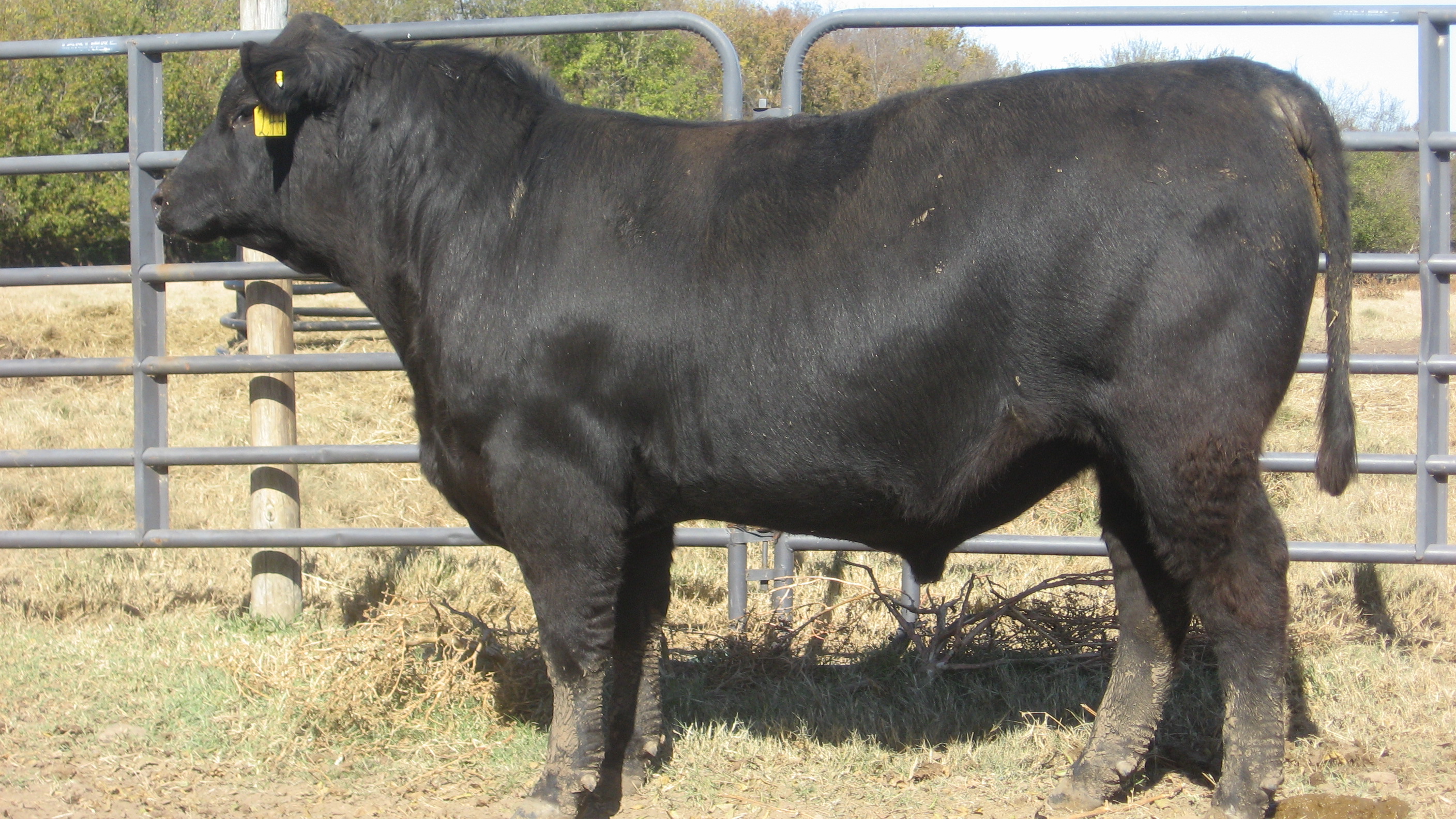 Cattle Range Listing Photo