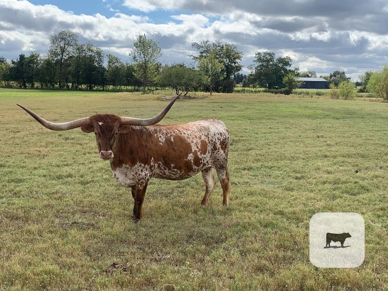 Cattle Range Listing Photo